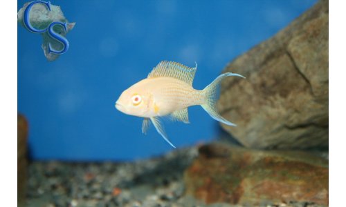 Neolamprologus daffodil albino